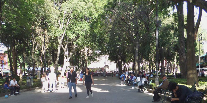 de paseo por coyoacan curso foto destacada arboles paseando